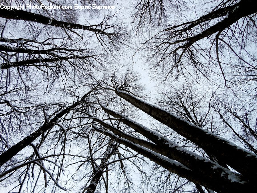 Plant, Tree, Silhouette, Forest, Vegetation, Birch, Wood