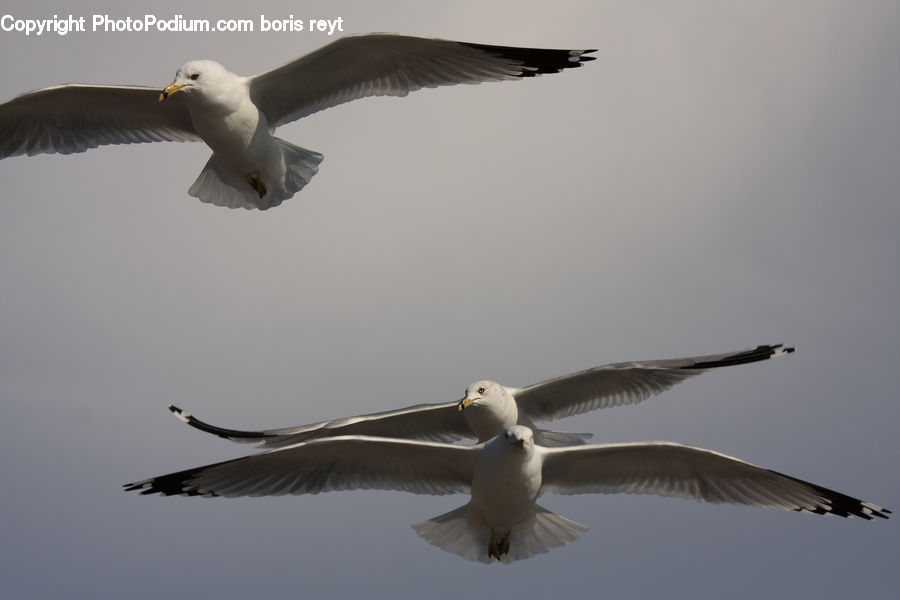 Bird, Seagull, Goose, Waterfowl, Booby, Kite Bird, Albatross