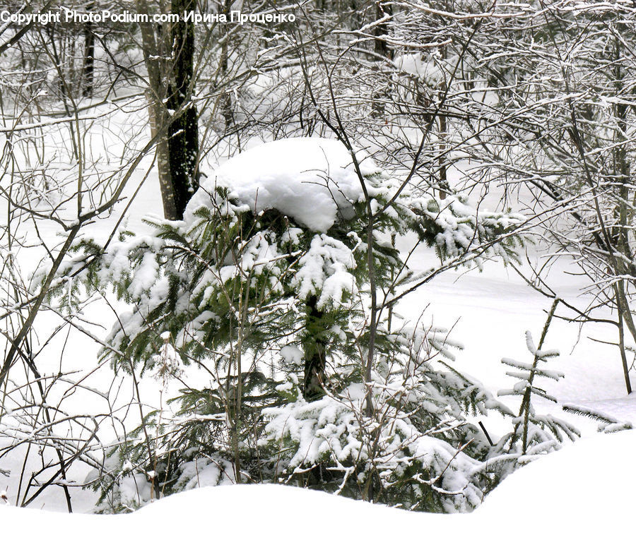 Ice, Outdoors, Snow, Bird, Grouse, Ptarmigan, Animal