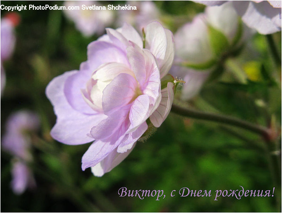 Blossom, Flora, Flower, Geranium, Plant, Crocus