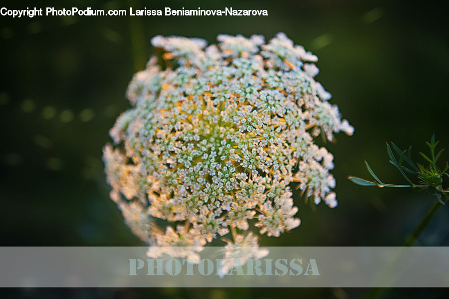 Apiaceae, Blossom, Plant, Conifer, Fir, Tree, Dill