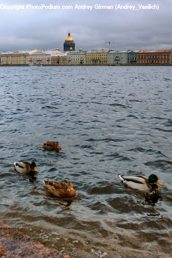 Bird, Duck, Teal, Waterfowl, Sport, Swimming, Water