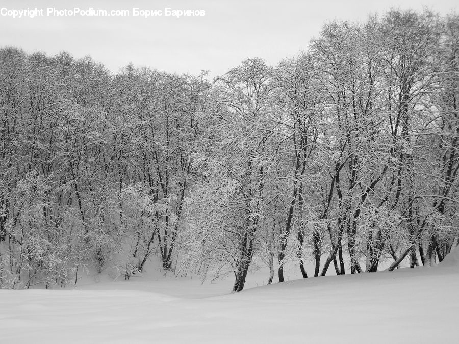 Ice, Outdoors, Snow, Forest, Vegetation, Plant, Tree