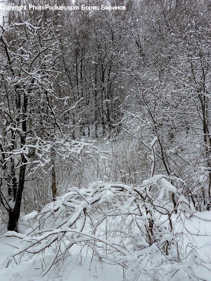 Ice, Outdoors, Snow, Plant, Tree, Forest, Grove