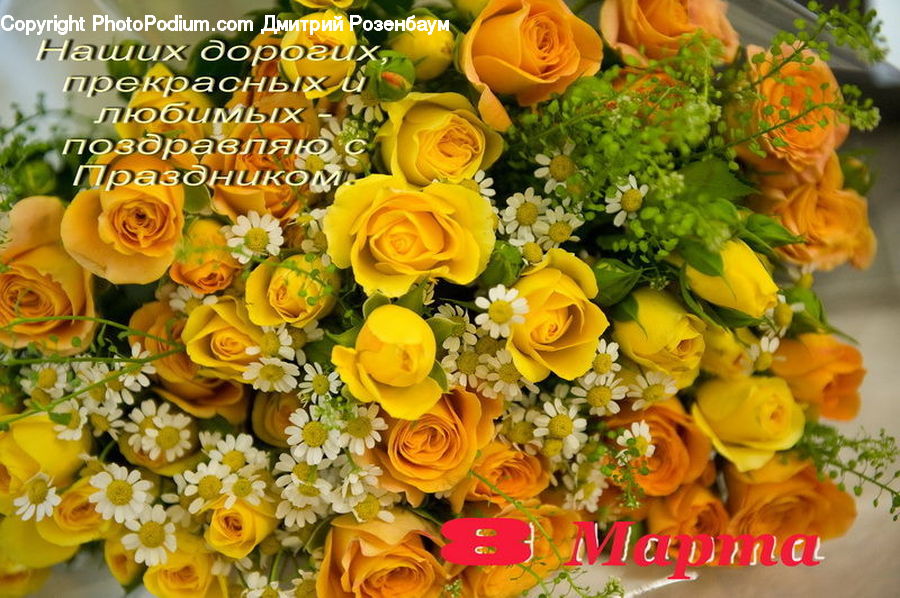 Carrot, Root, Vegetable, Flower, Flower Arrangement, Flower Bouquet, Floral Design