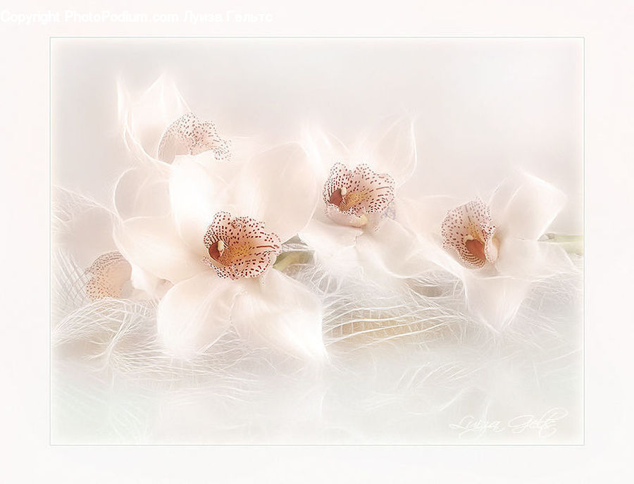 Accessories, Greeting Card, Mail