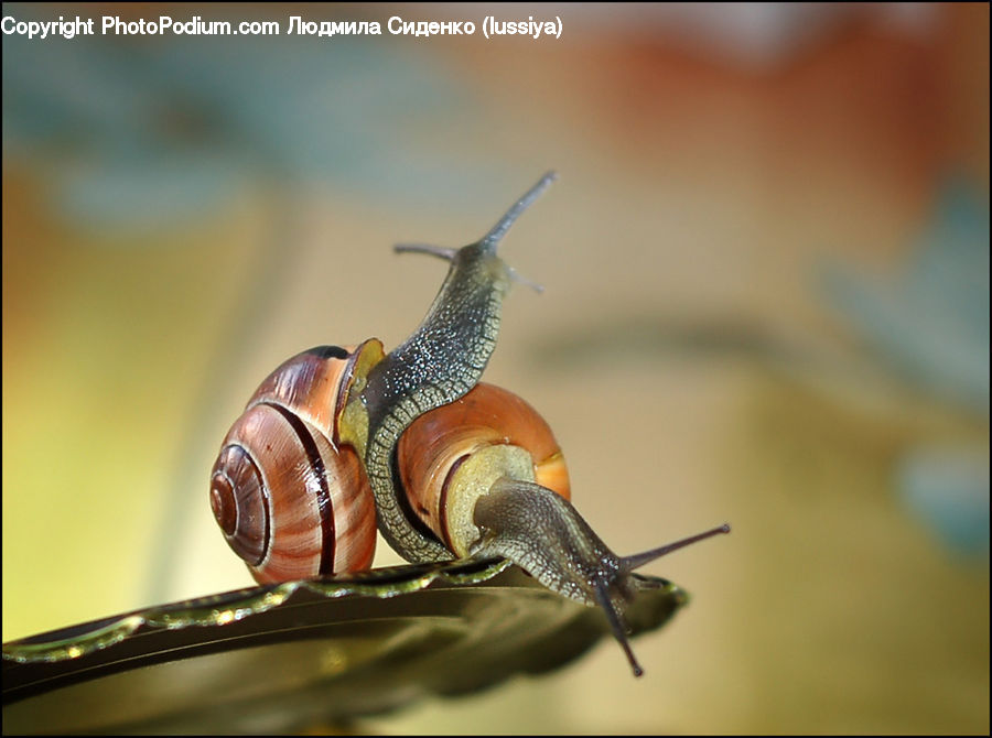 Invertebrate, Snail
