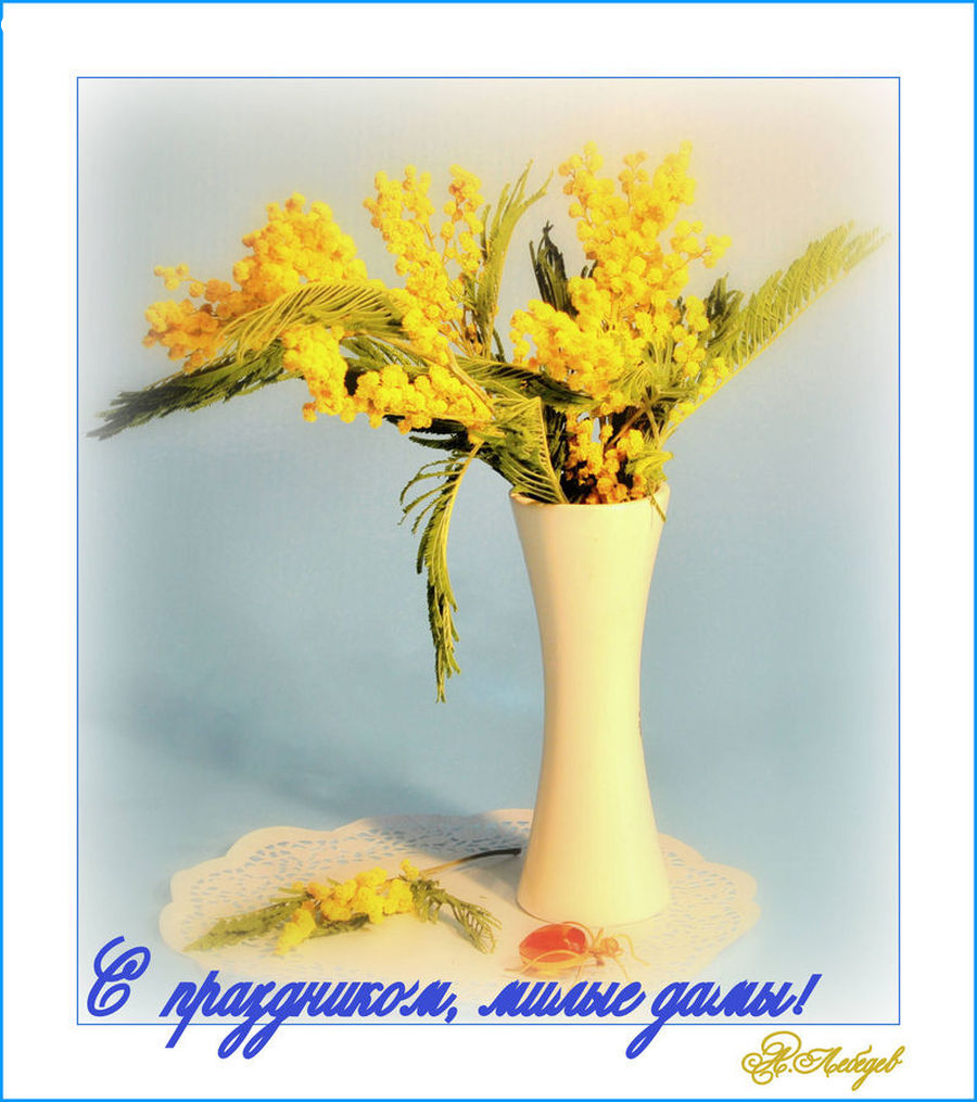 Flower, Mimosa, Plant, Potted Plant, Floral Design, Flower Arrangement, Flower Bouquet
