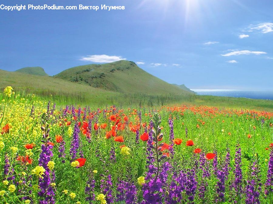 Flower, Lupin, Plant, Field, Grass, Grassland, Meadow
