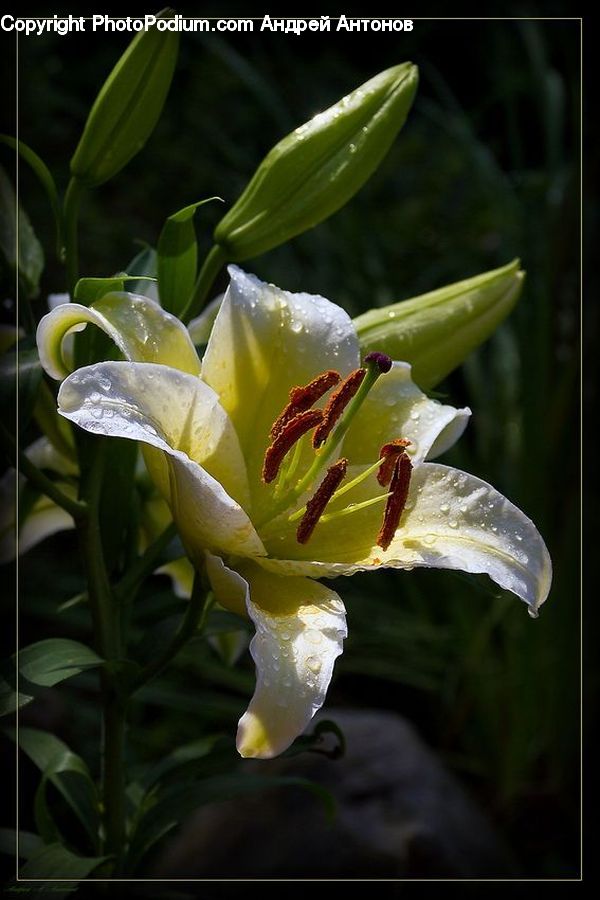 Flora, Flower, Gladiolus, Plant, Blossom, Vanilla, Lily