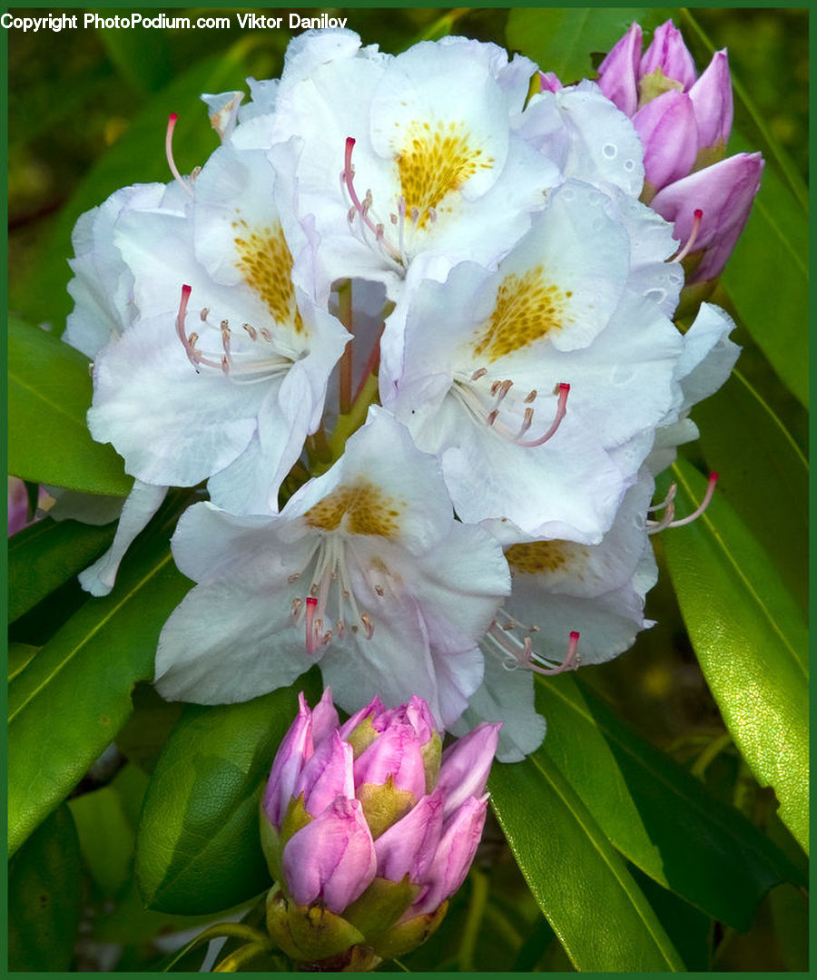 Blossom, Flora, Flower, Plant, Cherry Blossom, Geranium