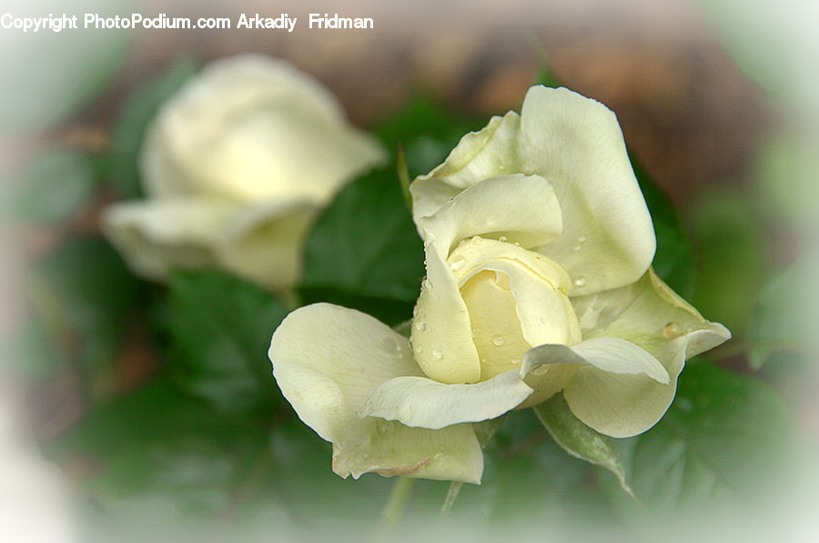 Flower, Flower Arrangement, Flower Bouquet, Blossom, Flora, Plant