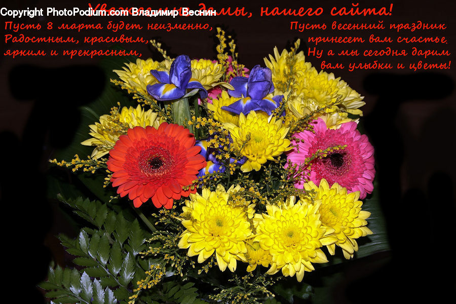 Plant, Potted Plant, Flower, Flower Arrangement, Flower Bouquet, Blossom, Flora