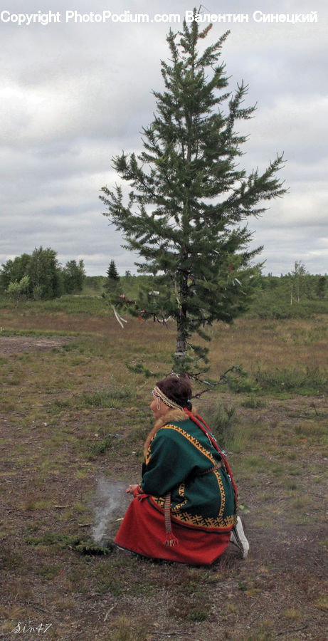 Conifer, Fir, Spruce, Wood, Pine, Plant, Tree