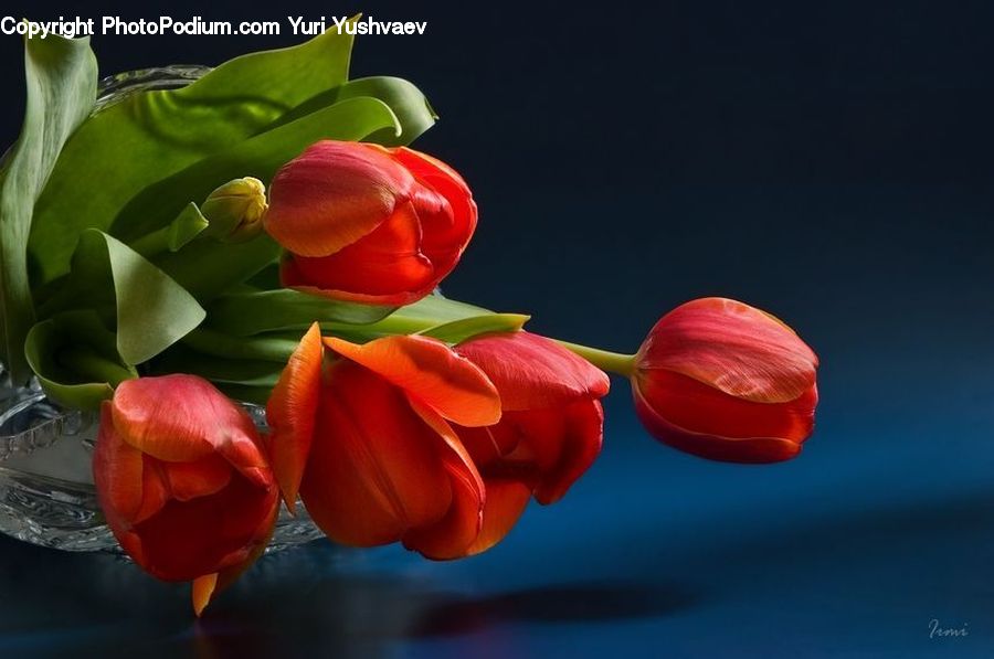 Blossom, Flora, Flower, Plant, Tulip, Petal, Bell Pepper