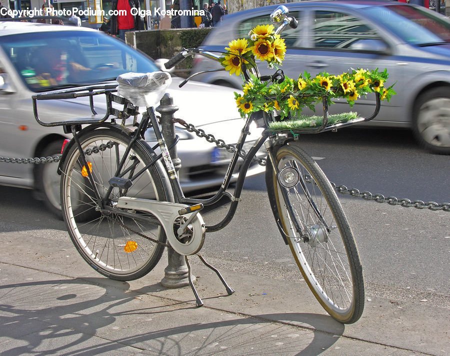 Plant, Potted Plant, Bicycle, Bike, Vehicle, Transportation, Bonsai