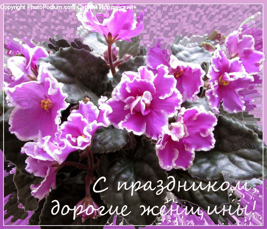 Blossom, Flora, Flower, Geranium, Plant, Carnation, Crocus
