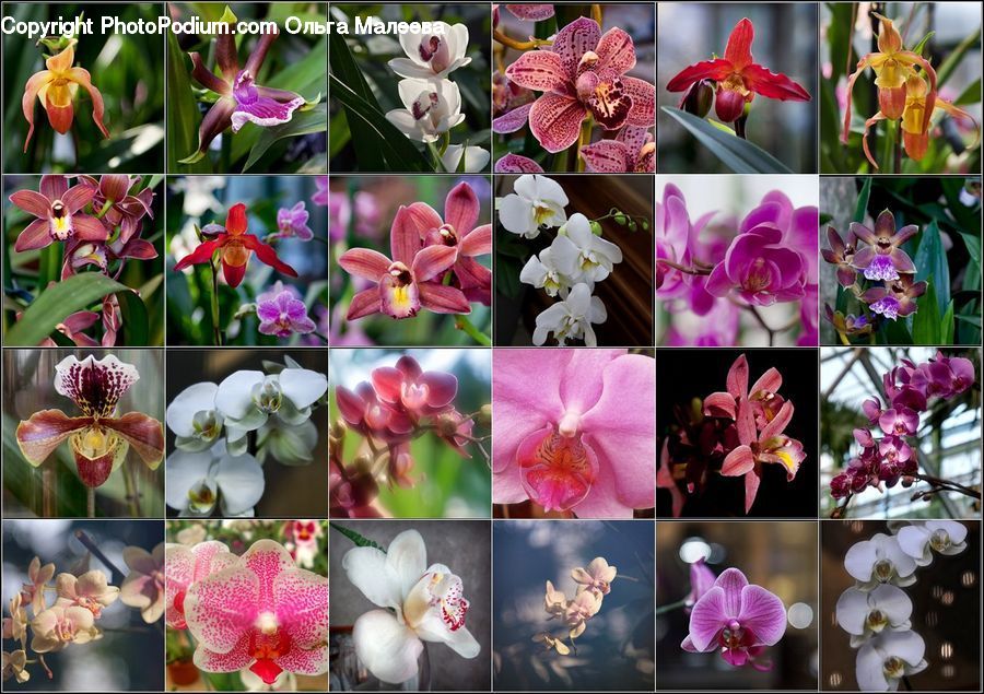 Blossom, Flora, Flower, Orchid, Plant, Collage, Poster