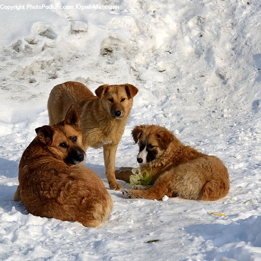 Animal, Canine, Dog, Golden Retriever, Mammal, Pet, Terrier