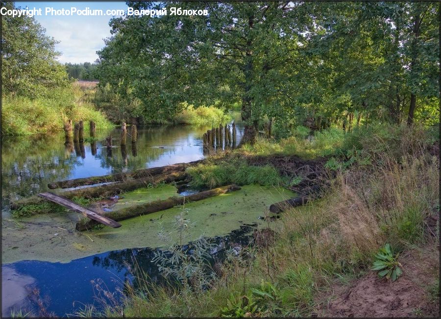 Outdoors, Pond, Water, Plant, Conifer, Tree, Wood