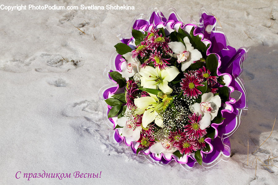 Floral Design, Flower, Flower Arrangement, Flower Bouquet, Ikebana, Blossom, Flora