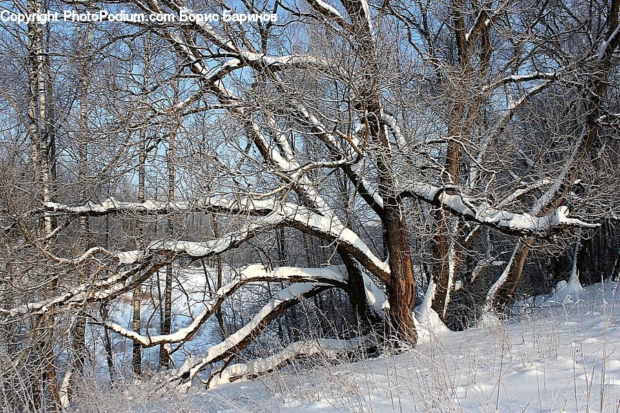 Birch, Tree, Wood, Plant, Frost, Ice, Outdoors