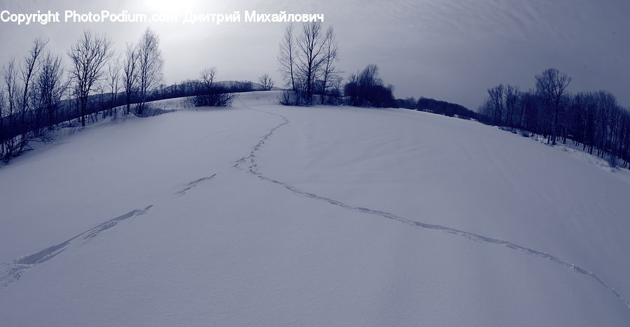 Ice, Outdoors, Snow, Forest, Vegetation, Grove, Land