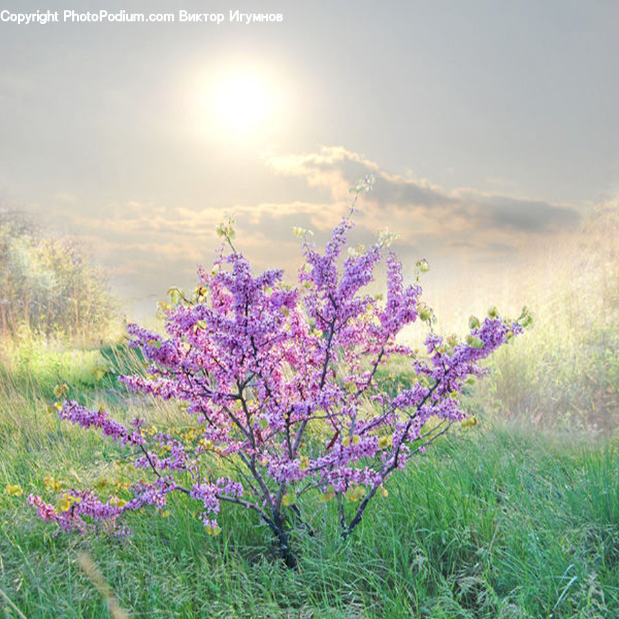 Blossom, Flower, Lilac, Plant, Bush, Vegetation, Flora