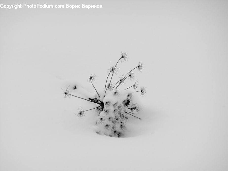 Cosmos, Flower Arrangement, Ikebana, Plant, Potted Plant, Vase, Insect