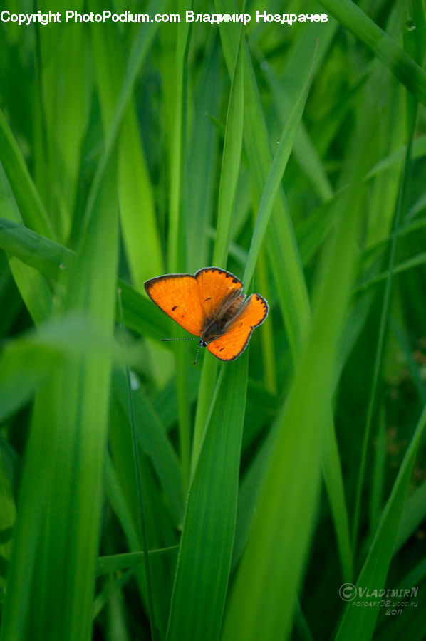 Field, Grass, Grassland, Plant, Blossom, Flora, Flower