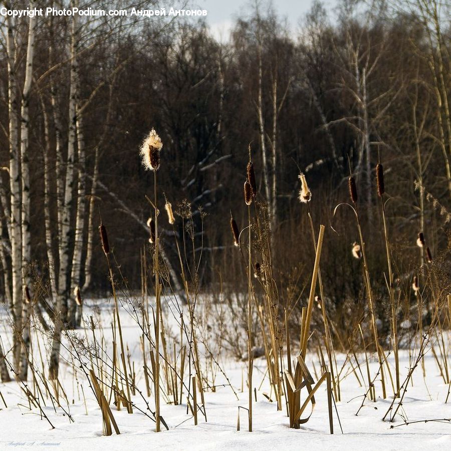 Bird, Crane Bird, Heron, Field, Grass, Grassland, Plant