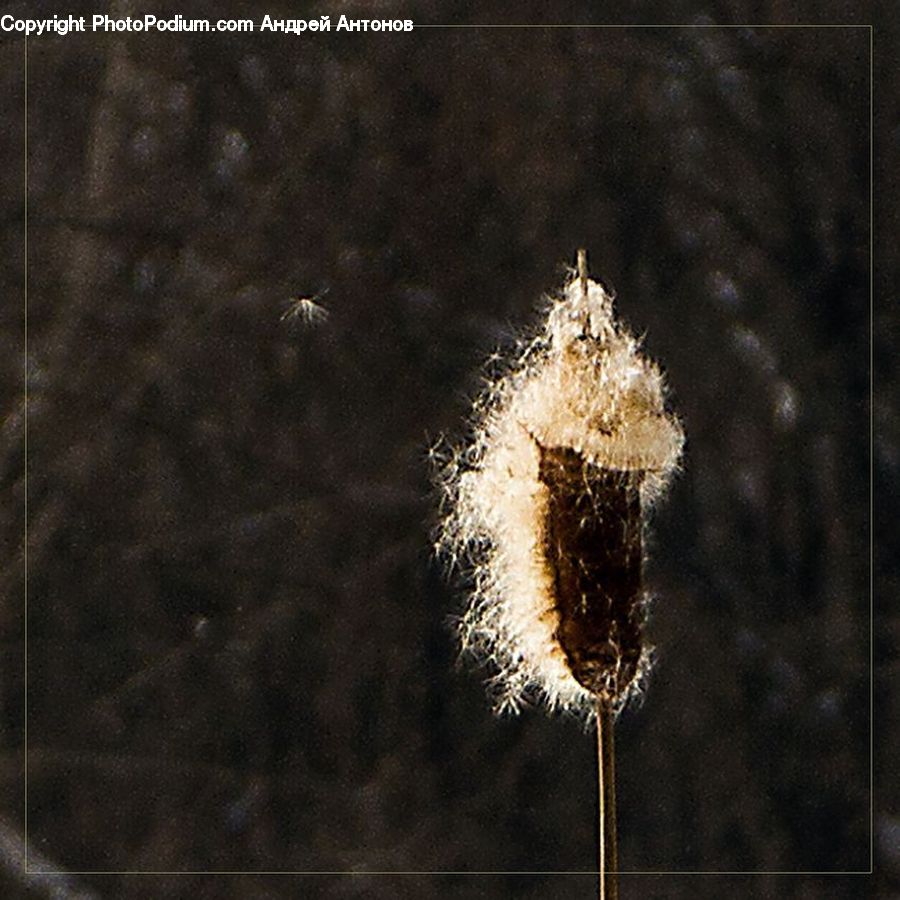 Field, Grass, Grassland, Plant, Dandelion, Flower, Blossom
