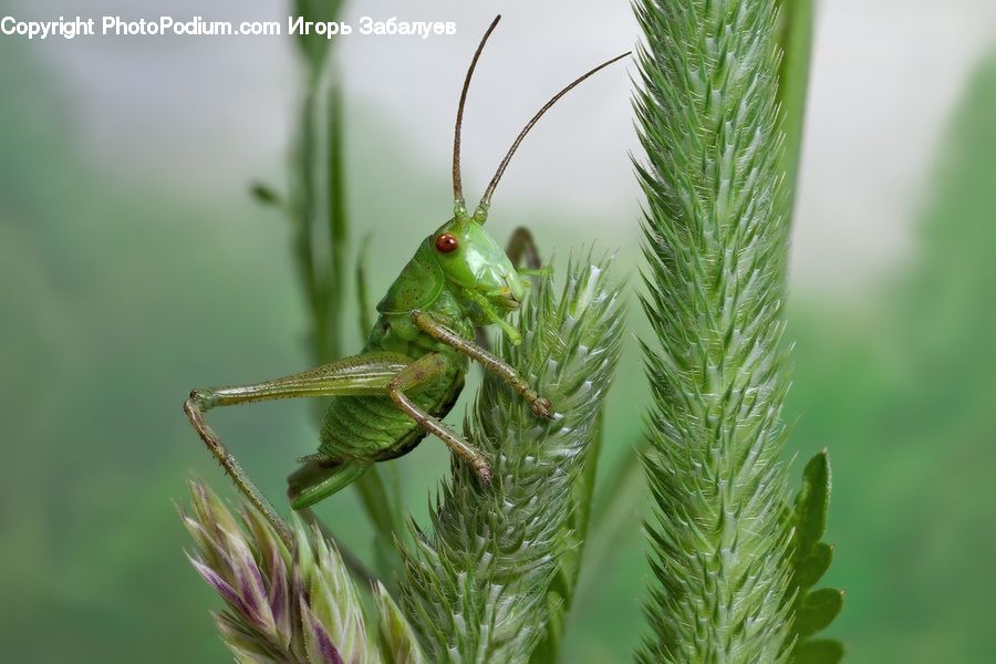 Cricket Insect, Grasshopper, Insect, Invertebrate, Mantis, Grain, Grass