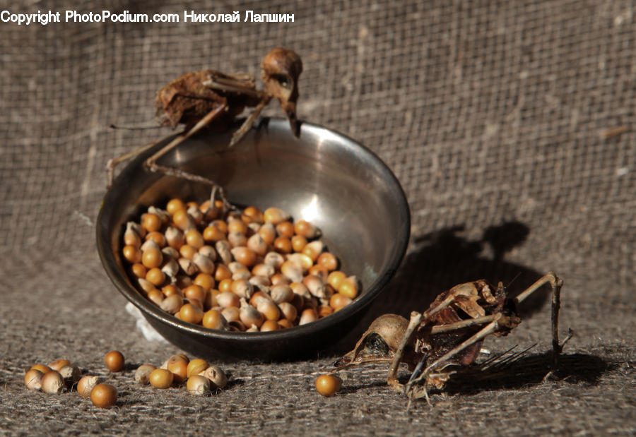 Asilidae, Insect, Bean, Produce, Vegetable, Nut, Seed