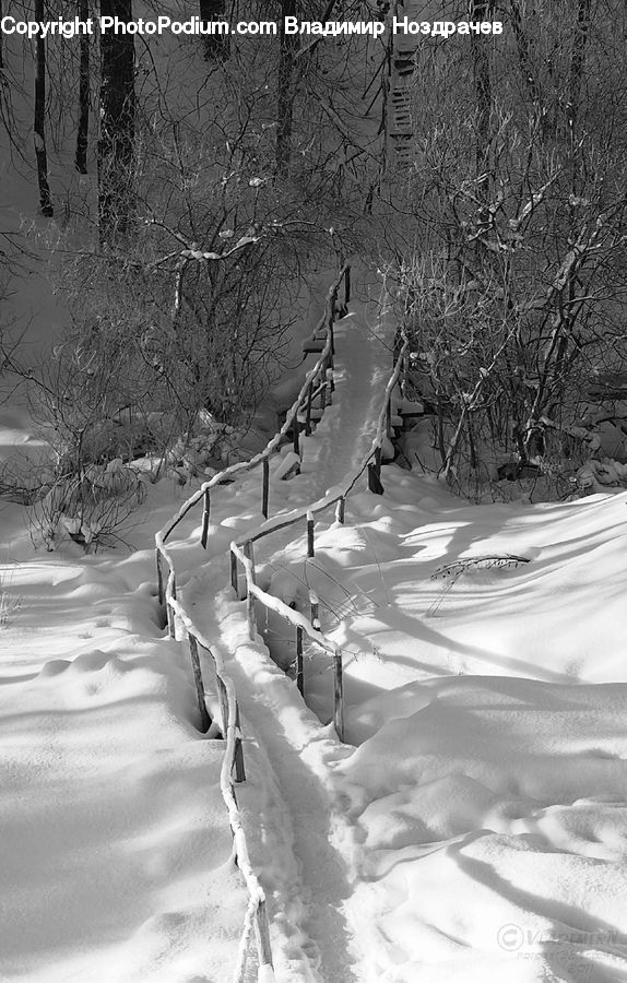 Ice, Outdoors, Snow, Forest, Vegetation, Plant, Tree