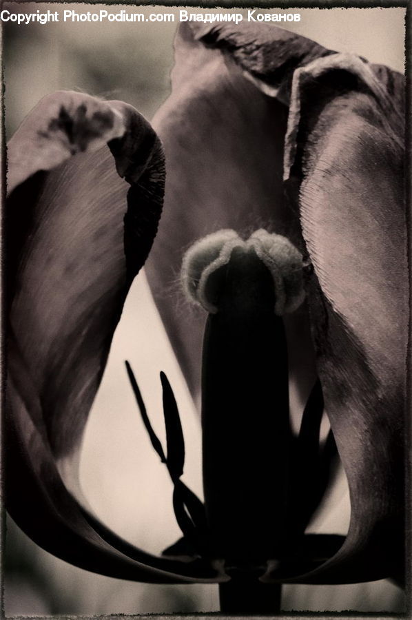 Plant, Anther, Flower, Petal