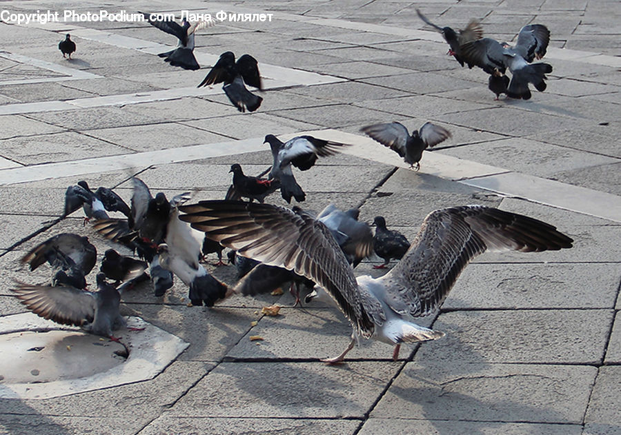 Bird, Pigeon, Blackbird, Crow, Seagull, Goose, Waterfowl