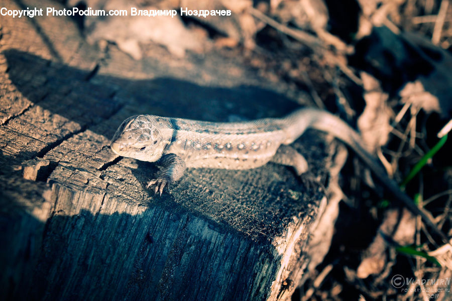 Alligator, Crocodile, Reptile, Lizard, Animal, Chinchilla, Mammal