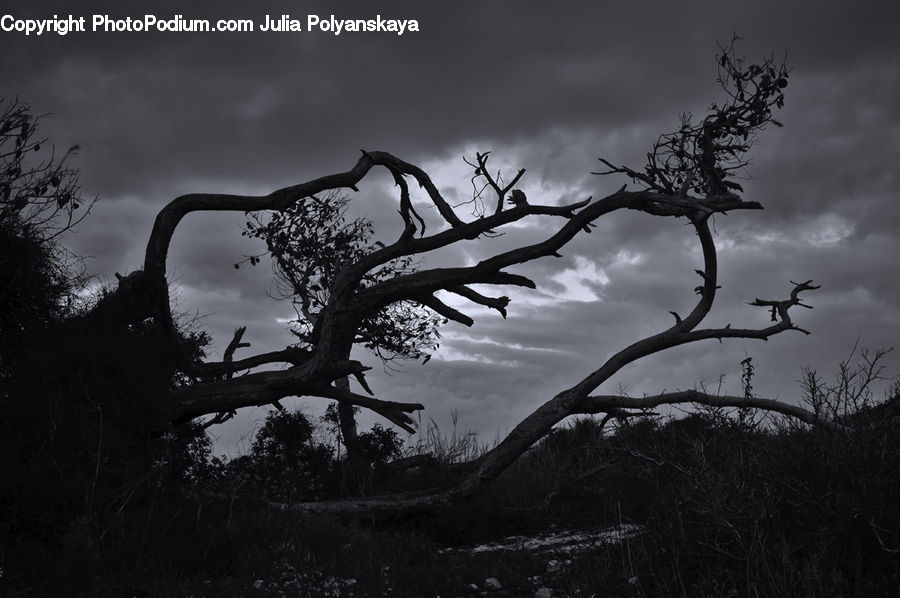 Plant, Tree, Oak, Wood, Outdoors, Storm, Weather