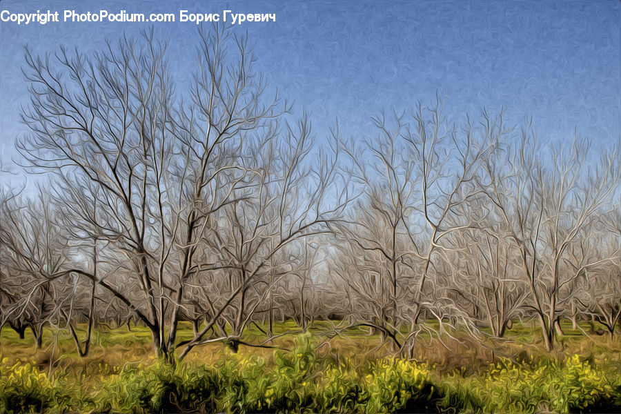 Field, Grass, Grassland, Plant, Land, Outdoors, Tree