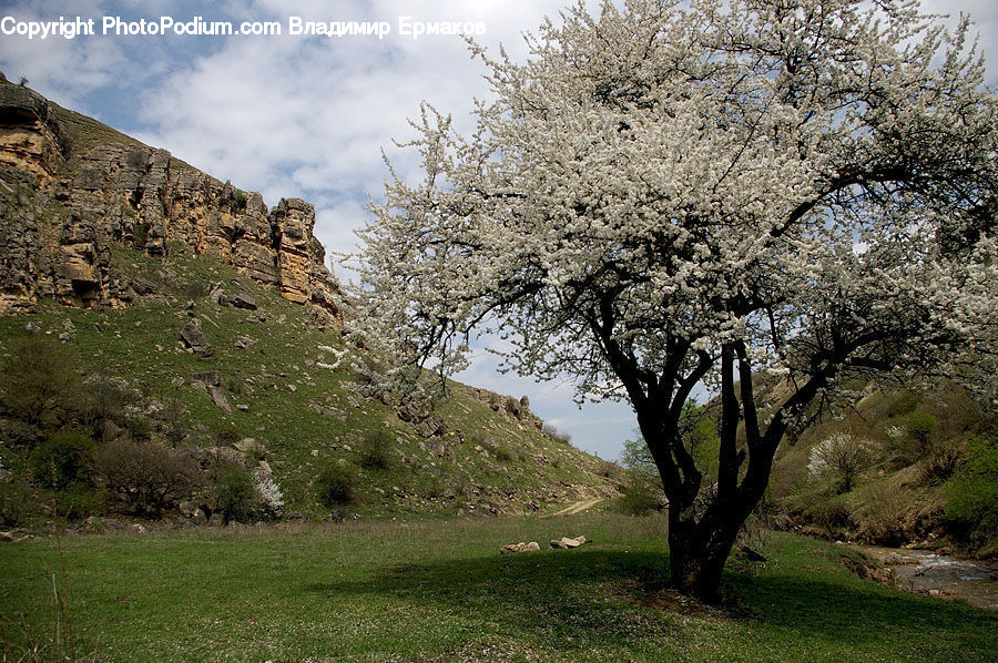 Blossom, Cherry Blossom, Flower, Oak, Sycamore, Tree, Tree Trunk