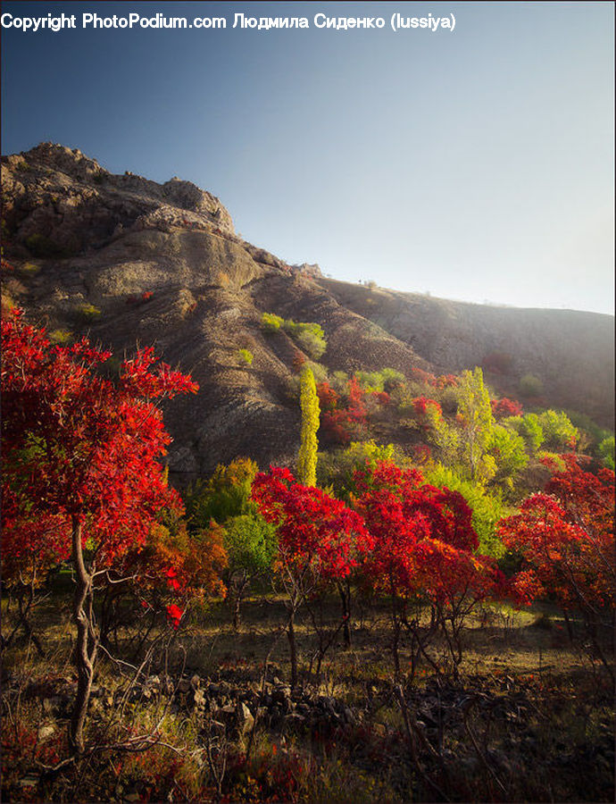 Maple, Tree, Wood, Bush, Plant, Vegetation, Landscape