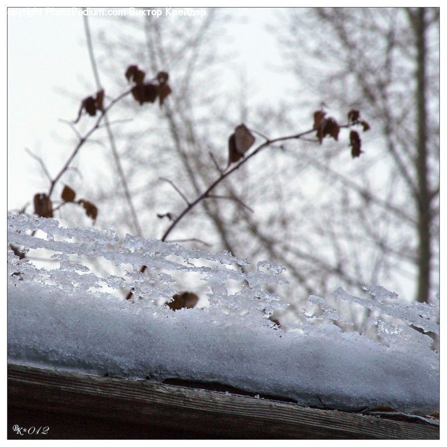 Ice, Outdoors, Snow, Ant, Insect, Invertebrate, Art