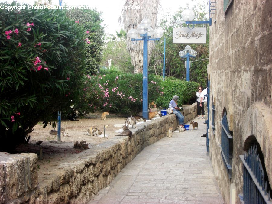 Plant, Potted Plant, Boardwalk, Path, Pavement, Sidewalk, Walkway