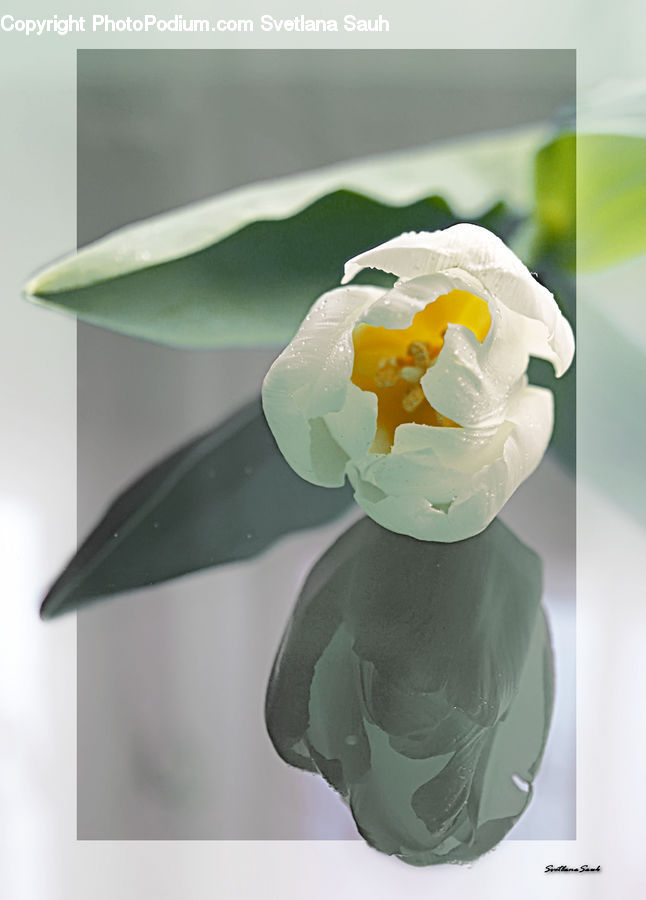 Blossom, Daffodil, Flora, Flower, Plant, Flower Arrangement, Ikebana