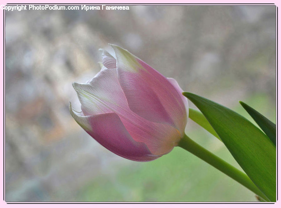 Bud, Plant, Flora, Flower, Gladiolus, Blossom