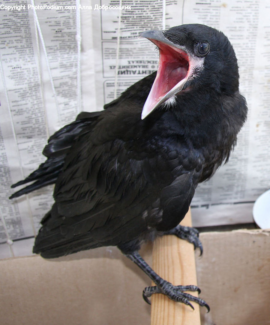 Bird, Blackbird, Crow, Beak