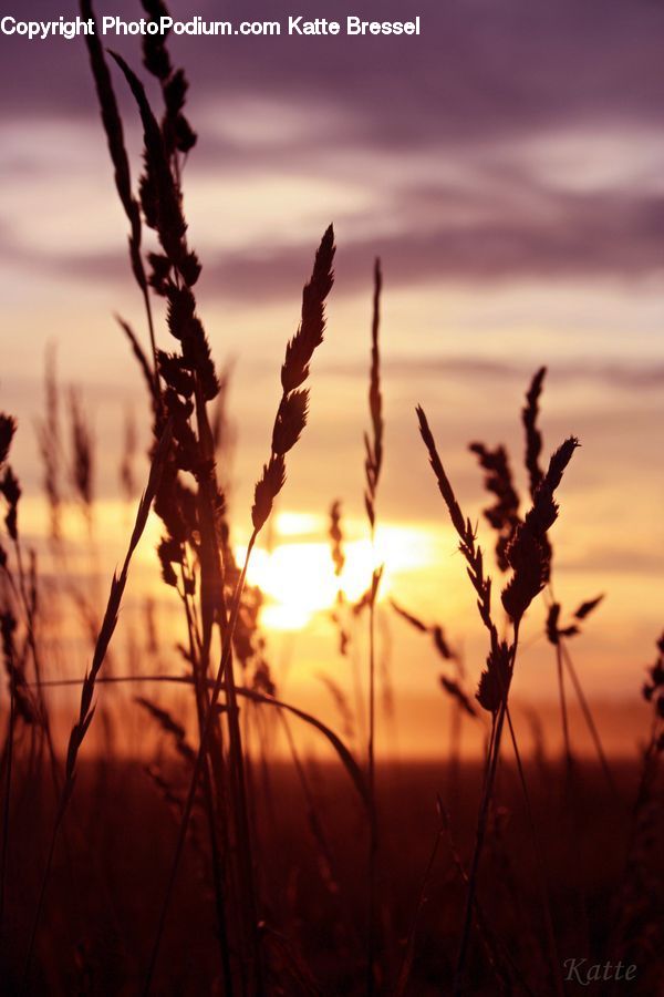 Grass, Plant, Reed, Field, Grassland, Tree, Grain