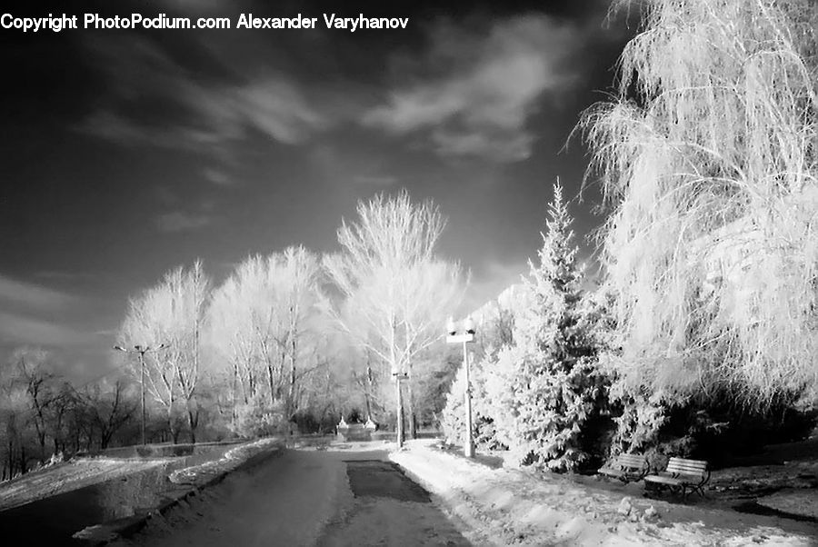 Frost, Ice, Outdoors, Snow, Plant, Potted Plant, Road