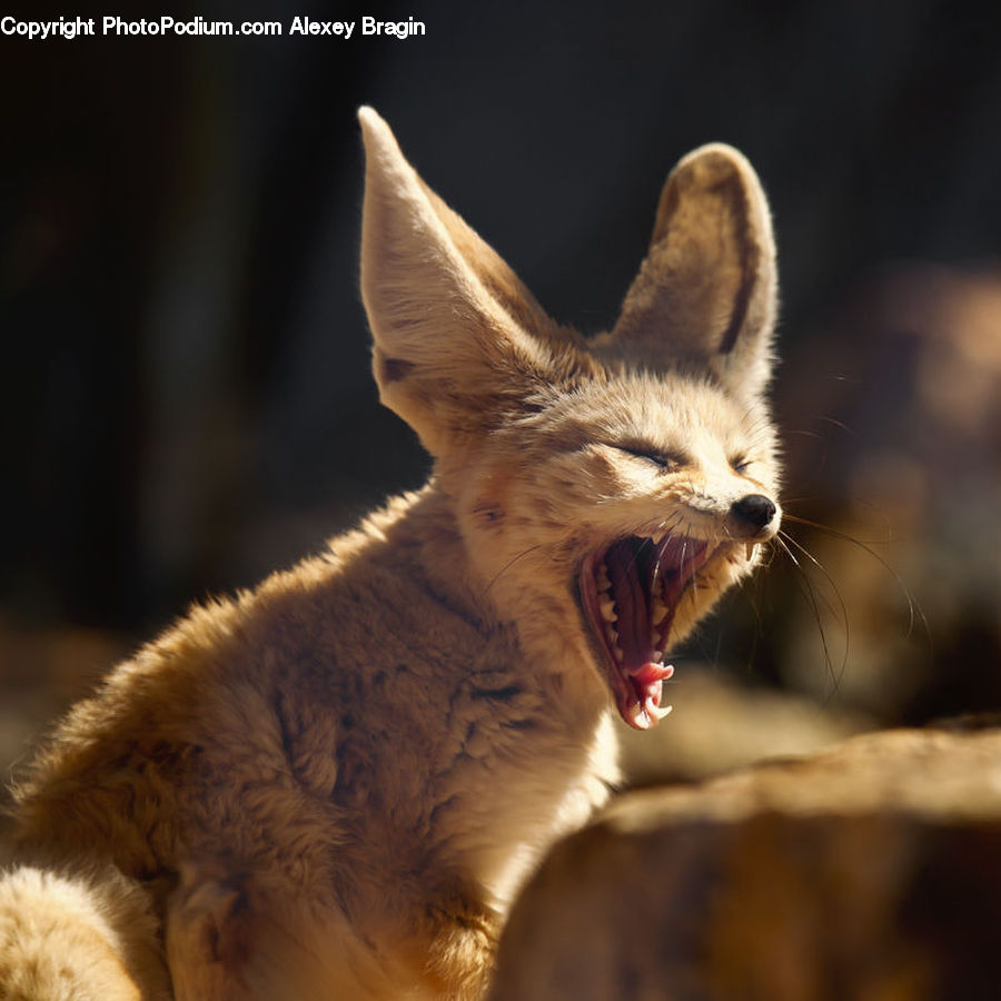 Animal, Canine, Fox, Grey Fox, Kit Fox, Mammal, Red Fox